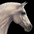View Event: Cavalia
