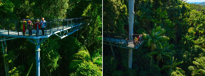 Tamborine Mountain Rainforest Skywalk