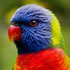 View Event: Currumbin Wildlife Sanctuary | Open & Tickets