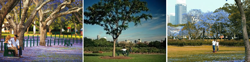 New Farm Park